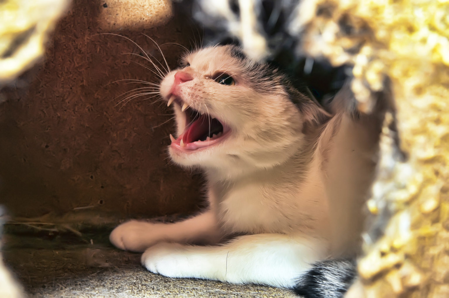 Frau Lässt Sich Von Katze Lecken
