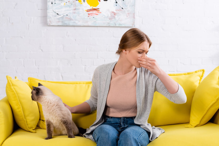 Um Katzenurin-Geruch zu entfernen, muss nicht gleich ein neues Sofa gekauft werden. Gute Reiniger leisten Abhilfe!